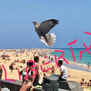 https://il-paradiso-esiste.in-canary-islands.com
